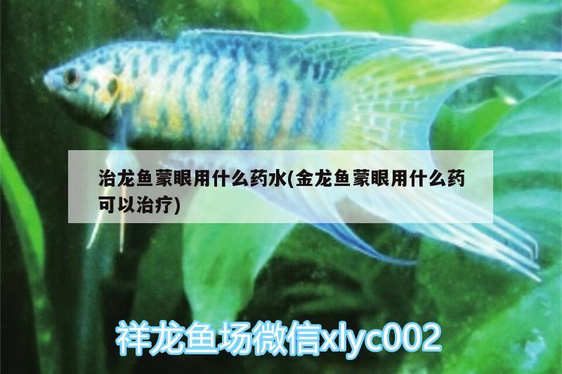 治龍魚蒙眼用什么藥水(金龍魚蒙眼用什么藥可以治療) 銀古魚苗