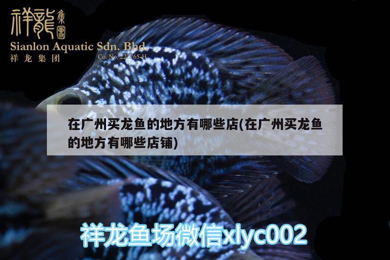 在廣州買龍魚(yú)的地方有哪些店(在廣州買龍魚(yú)的地方有哪些店鋪) 魚(yú)缸/水族箱