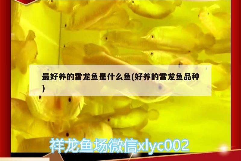 最好養(yǎng)的雷龍魚是什么魚(好養(yǎng)的雷龍魚品種) 銀龍魚苗