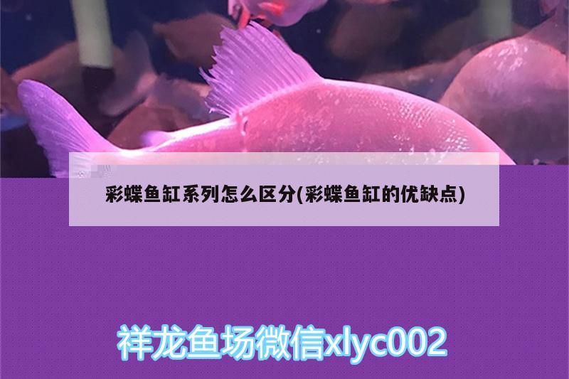 彩蝶魚(yú)缸系列怎么區(qū)分(彩蝶魚(yú)缸的優(yōu)缺點(diǎn))