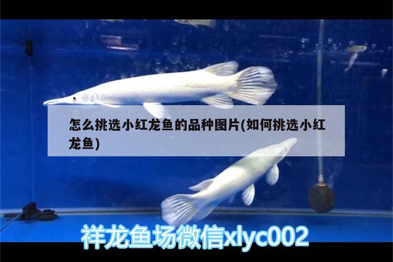 怎么挑選小紅龍魚的品種圖片(如何挑選小紅龍魚) 魚糧魚藥