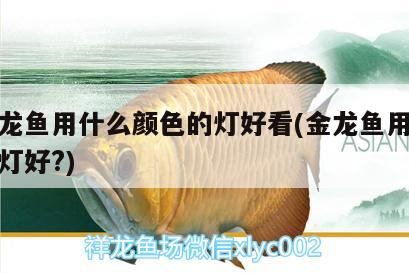 照金龍魚用什么顏色的燈好看(金龍魚用什么色的燈好?)