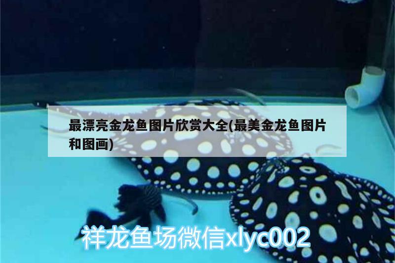 最漂亮金龍魚圖片欣賞大全(最美金龍魚圖片和圖畫) 沖氧泵