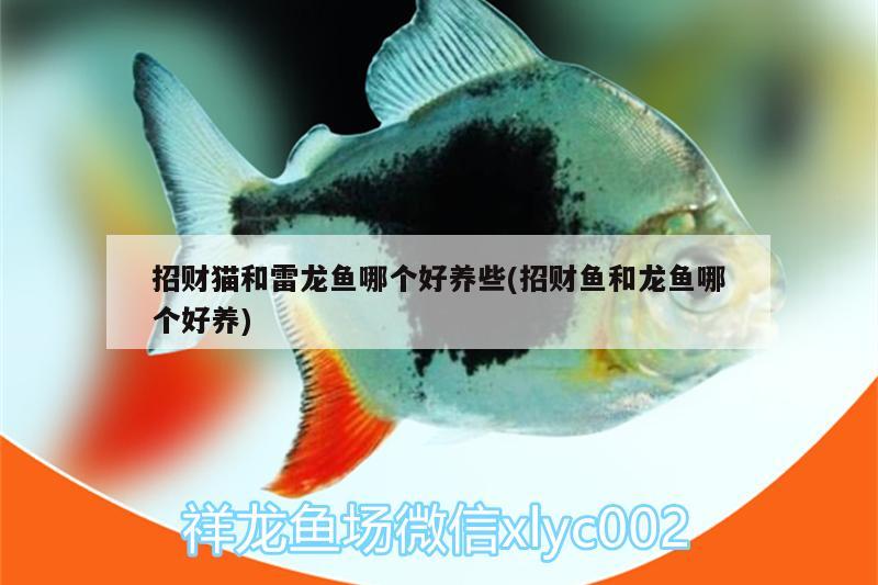 招財(cái)貓和雷龍魚哪個(gè)好養(yǎng)些(招財(cái)魚和龍魚哪個(gè)好養(yǎng)) 丹頂錦鯉魚