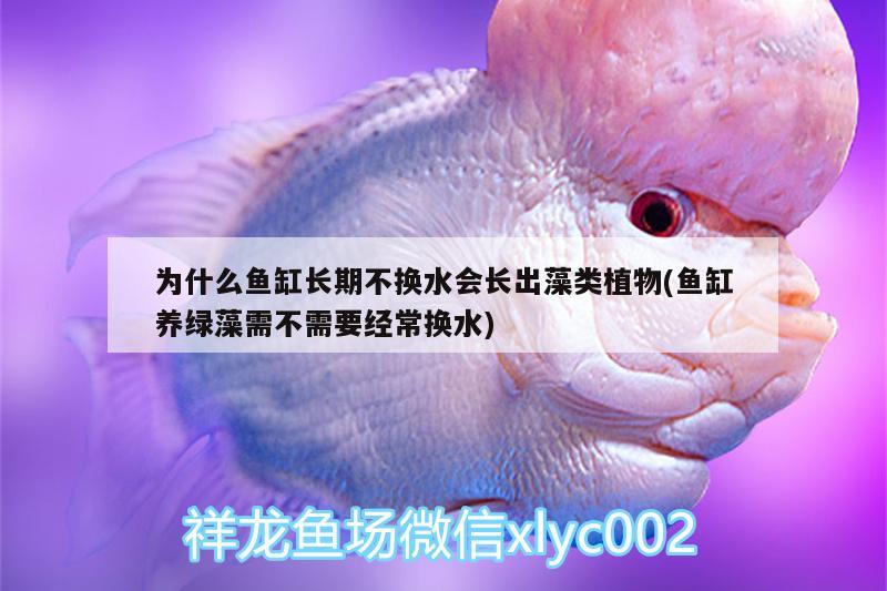 為什么魚缸長期不換水會長出藻類植物(魚缸養(yǎng)綠藻需不需要經(jīng)常換水) 除藻劑