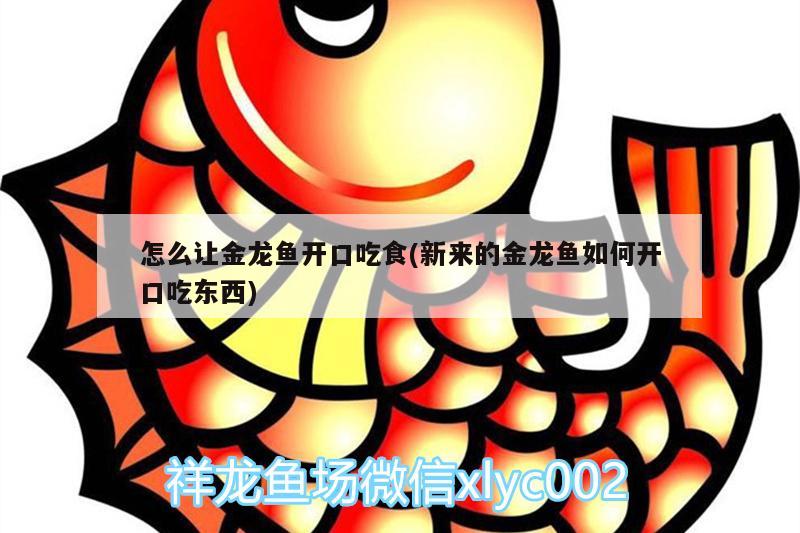 怎么讓金龍魚開口吃食(新來(lái)的金龍魚如何開口吃東西)