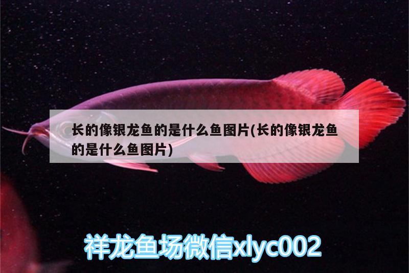 長(zhǎng)的像銀龍魚的是什么魚圖片(長(zhǎng)的像銀龍魚的是什么魚圖片) 銀龍魚