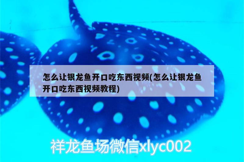 怎么讓銀龍魚開口吃東西視頻(怎么讓銀龍魚開口吃東西視頻教程)