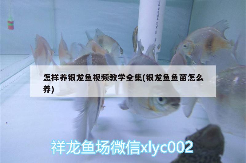 怎樣養(yǎng)銀龍魚視頻教學(xué)全集(銀龍魚魚苗怎么養(yǎng)) 銀龍魚百科