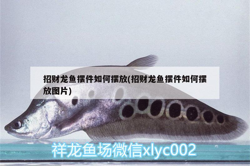 招財(cái)龍魚(yú)擺件如何擺放(招財(cái)龍魚(yú)擺件如何擺放圖片)