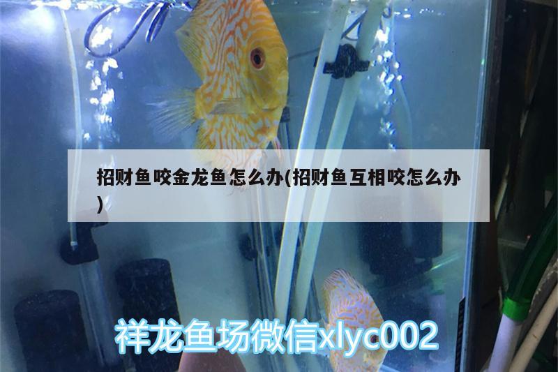 招財(cái)魚咬金龍魚怎么辦(招財(cái)魚互相咬怎么辦)