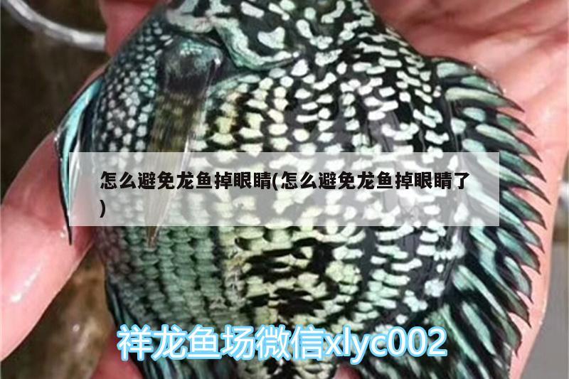 怎么避免龍魚掉眼睛(怎么避免龍魚掉眼睛了)