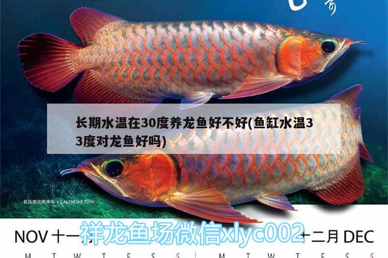 長(zhǎng)期水溫在30度養(yǎng)龍魚好不好(魚缸水溫33度對(duì)龍魚好嗎)