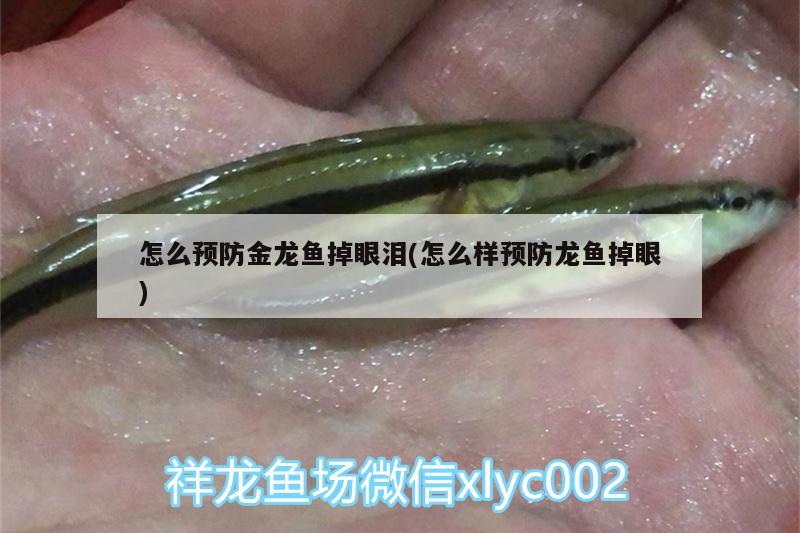 怎么預(yù)防金龍魚掉眼淚(怎么樣預(yù)防龍魚掉眼)