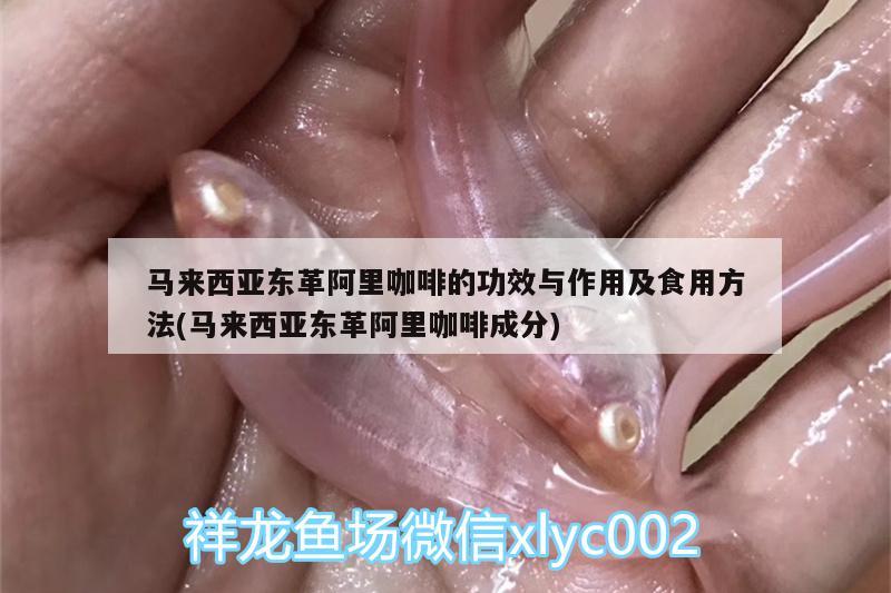 馬來西亞東革阿里咖啡的功效與作用及食用方法(馬來西亞東革阿里咖啡成分) 馬來西亞咖啡