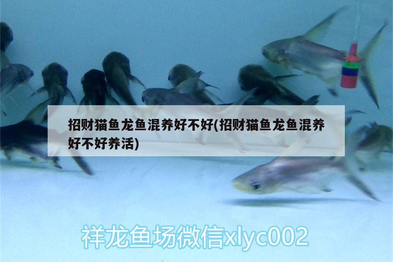 招財(cái)貓魚龍魚混養(yǎng)好不好(招財(cái)貓魚龍魚混養(yǎng)好不好養(yǎng)活) 潛水泵