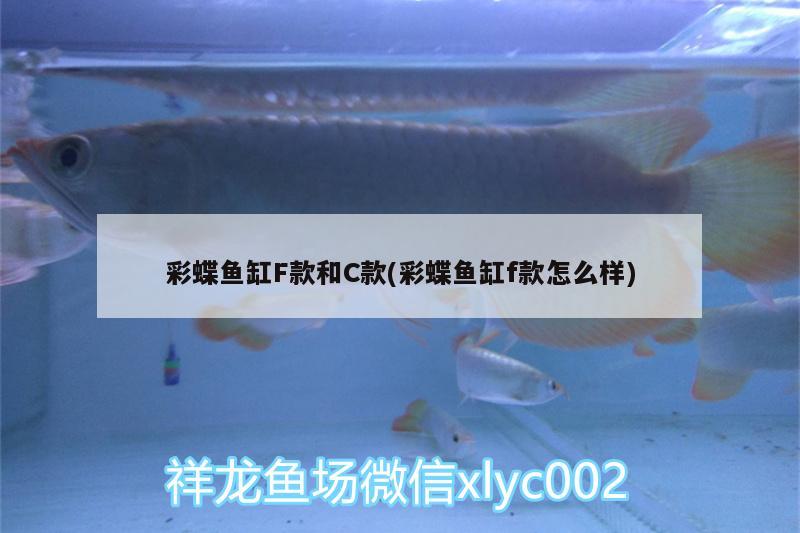 彩蝶魚缸F款和C款(彩蝶魚缸f款怎么樣) 成吉思汗鯊（球鯊）魚