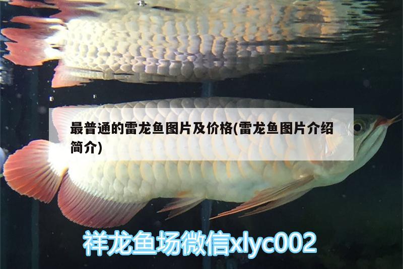 最普通的雷龍魚圖片及價格(雷龍魚圖片介紹簡介) 虎紋銀版魚