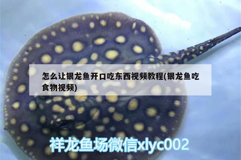 怎么讓銀龍魚開(kāi)口吃東西視頻教程(銀龍魚吃食物視頻)