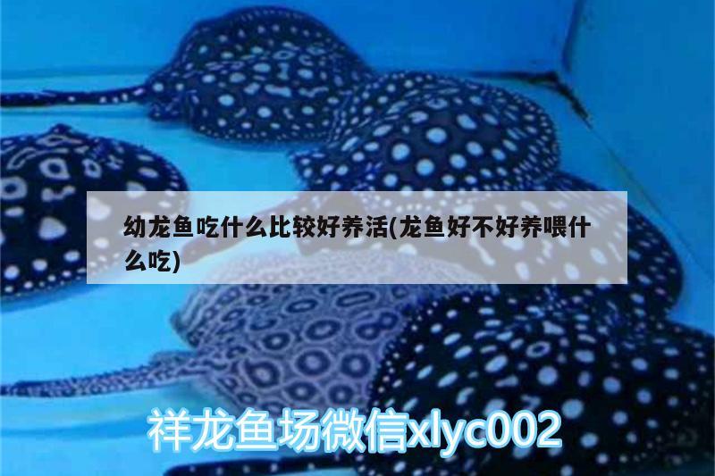 幼龍魚(yú)吃什么比較好養(yǎng)活(龍魚(yú)好不好養(yǎng)喂什么吃)