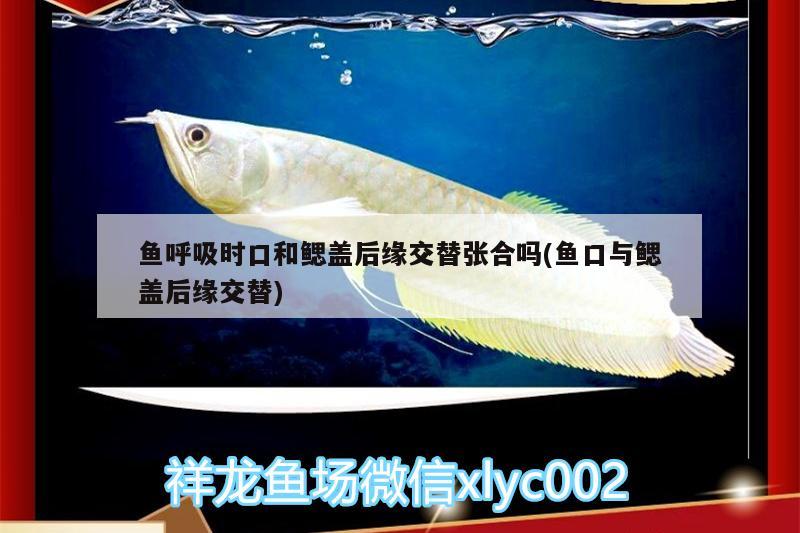 魚呼吸時口和鰓蓋后緣交替張合嗎(魚口與鰓蓋后緣交替)