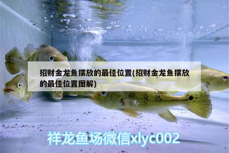 招財(cái)金龍魚擺放的最佳位置(招財(cái)金龍魚擺放的最佳位置圖解)