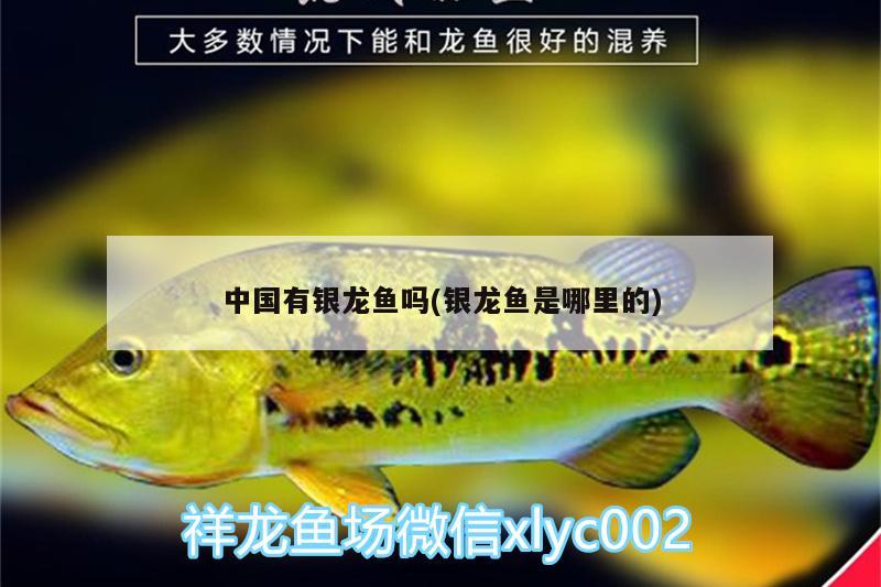 中國有銀龍魚嗎(銀龍魚是哪里的) 銀龍魚百科