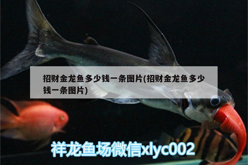 招財金龍魚多少錢一條圖片(招財金龍魚多少錢一條圖片) 觀賞魚飼料