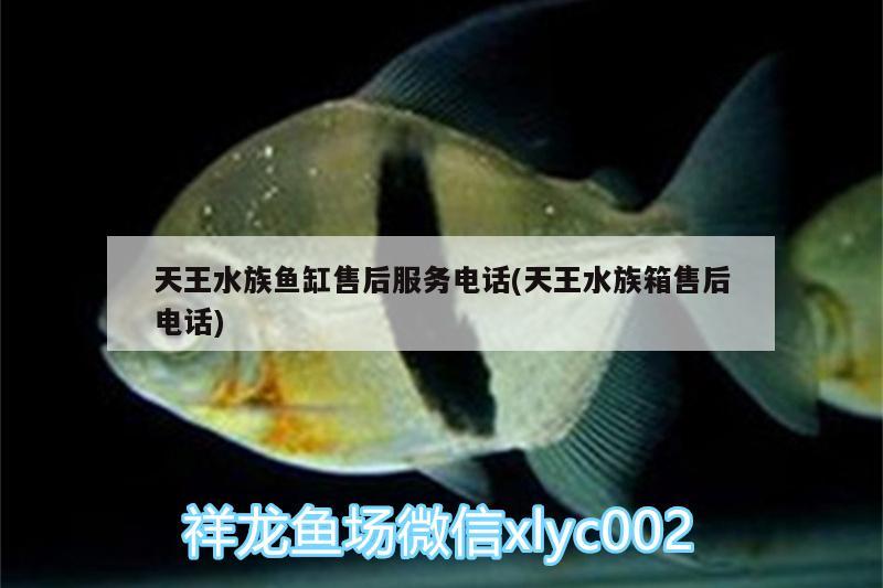 天王水族魚缸售后服務(wù)電話(天王水族箱售后電話) 魚缸/水族箱