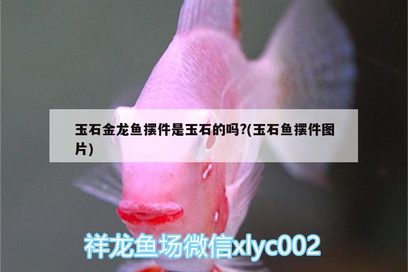 玉石金龍魚擺件是玉石的嗎?(玉石魚擺件圖片) 黃金斑馬魚