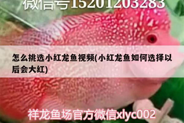 怎么挑選小紅龍魚視頻(小紅龍魚如何選擇以后會(huì)大紅)