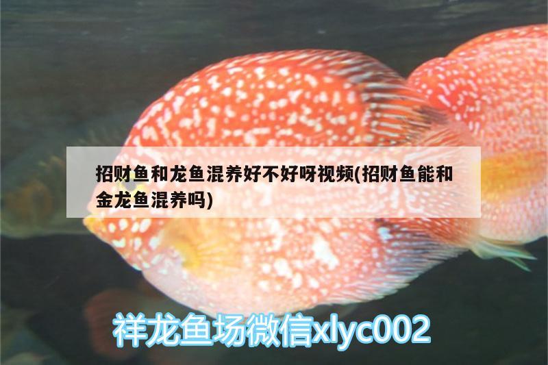 招財(cái)魚和龍魚混養(yǎng)好不好呀視頻(招財(cái)魚能和金龍魚混養(yǎng)嗎) 觀賞魚百科