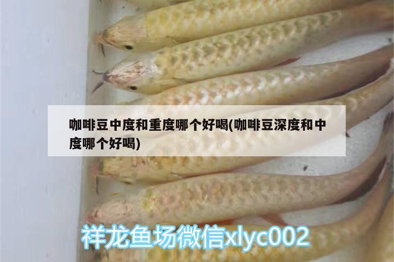 咖啡豆中度和重度哪個好喝(咖啡豆深度和中度哪個好喝) 馬來西亞咖啡