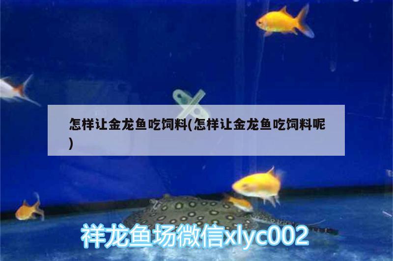 怎樣讓金龍魚吃飼料(怎樣讓金龍魚吃飼料呢) 印尼小紅龍