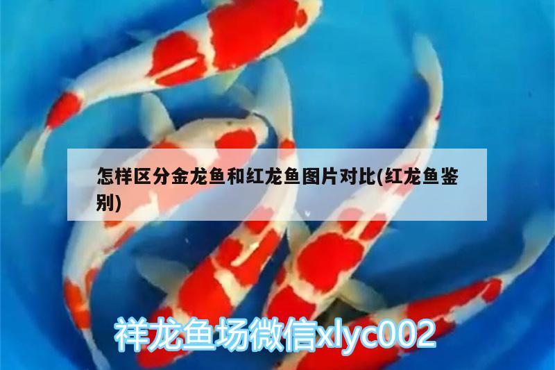 怎樣區(qū)分金龍魚和紅龍魚圖片對(duì)比(紅龍魚鑒別) 其他益生菌