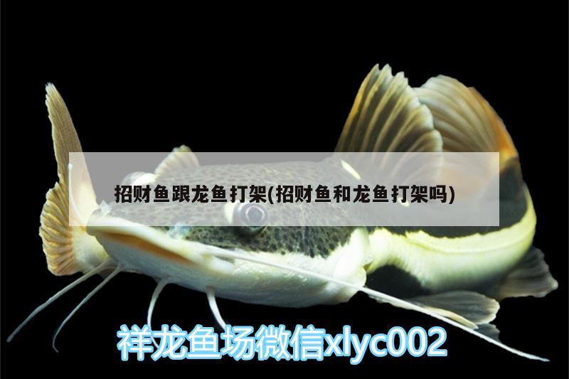 招財(cái)魚跟龍魚打架(招財(cái)魚和龍魚打架嗎)