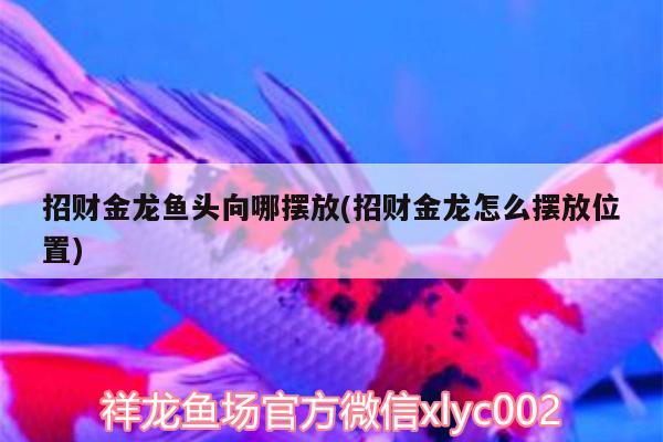 招財金龍魚頭向哪擺放(招財金龍怎么擺放位置)