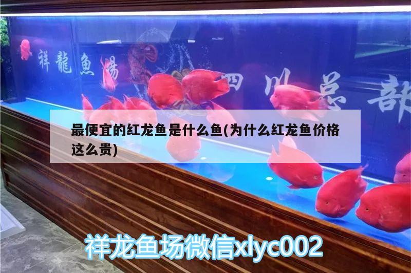 最便宜的紅龍魚是什么魚(為什么紅龍魚價(jià)格這么貴) 熱帶魚魚苗批發(fā)