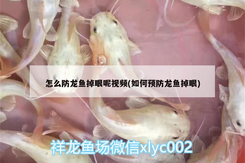 怎么防龍魚(yú)掉眼呢視頻(如何預(yù)防龍魚(yú)掉眼)