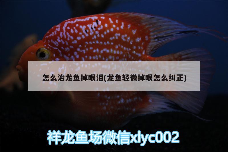 怎么治龍魚掉眼淚(龍魚輕微掉眼怎么糾正) 錦鯉池魚池建設(shè)