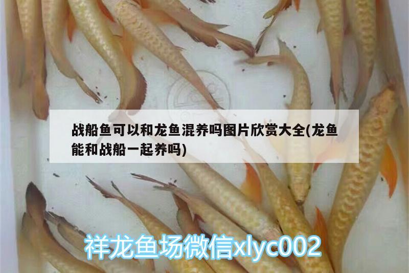 戰(zhàn)船魚可以和龍魚混養(yǎng)嗎圖片欣賞大全(龍魚能和戰(zhàn)船一起養(yǎng)嗎)