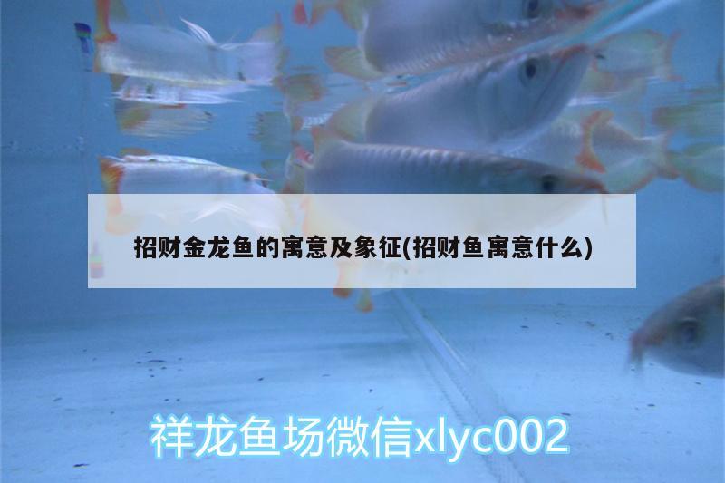 招財金龍魚的寓意及象征(招財魚寓意什么)