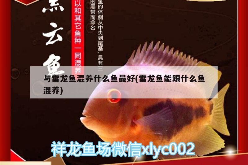 與雷龍魚混養(yǎng)什么魚最好(雷龍魚能跟什么魚混養(yǎng)) 新加坡號半紅龍魚（練手級紅龍魚）