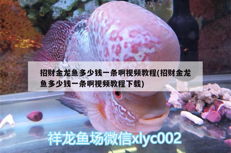 招財金龍魚多少錢一條啊視頻教程(招財金龍魚多少錢一條啊視頻教程下載) 養(yǎng)魚的好處