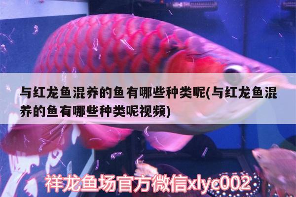 與紅龍魚混養(yǎng)的魚有哪些種類呢(與紅龍魚混養(yǎng)的魚有哪些種類呢視頻) 白子黑帝王魟魚