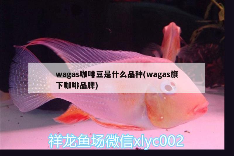 wagas咖啡豆是什么品種(wagas旗下咖啡品牌) 馬來(lái)西亞咖啡