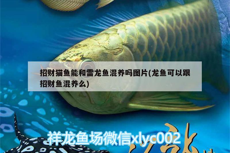 招財貓魚能和雷龍魚混養(yǎng)嗎圖片(龍魚可以跟招財魚混養(yǎng)么)