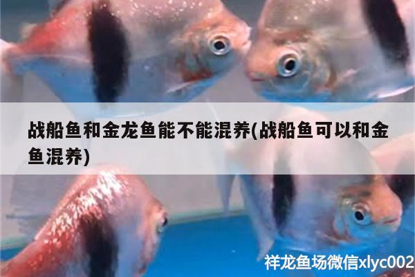 戰(zhàn)船魚(yú)和金龍魚(yú)能不能混養(yǎng)(戰(zhàn)船魚(yú)可以和金魚(yú)混養(yǎng)) 夢(mèng)幻雷龍魚(yú)