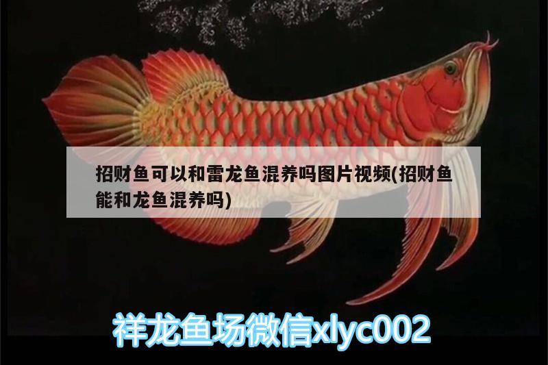 招財魚可以和雷龍魚混養(yǎng)嗎圖片視頻(招財魚能和龍魚混養(yǎng)嗎)