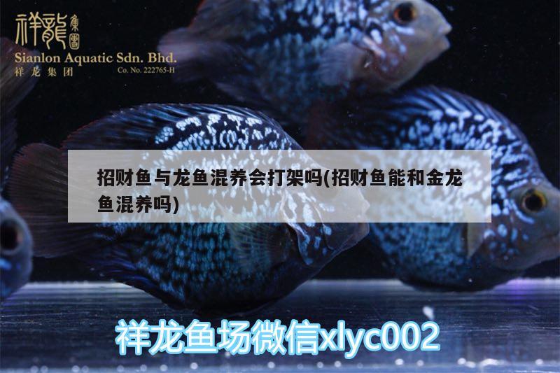 招財(cái)魚(yú)與龍魚(yú)混養(yǎng)會(huì)打架嗎(招財(cái)魚(yú)能和金龍魚(yú)混養(yǎng)嗎) 金三間魚(yú)